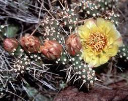 Sweet, delicious prickly pear (cactus pear) are round to oval fruits obtained from the cactus plants. Prickly Pear Cactus Sierra Club Bc