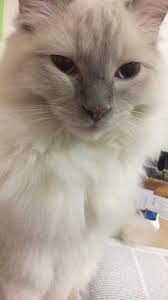 During adolescent growth, kittens may begin acting macho and may be less affectionate. 9 Month Old Ragdoll Kitten Lilac Point Floof Ragdoll Kitten Ragdoll Cat Cats And Kittens