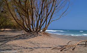 Dan suatu objek wisata itu. Pantai Goa Cemara Jogja Romantisme Diantara Rimbunan Pohon Cemara