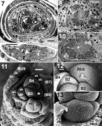 Image result for Hypolytrum goetghebeur