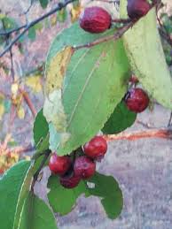 Image result for Ziziphus abyssinica