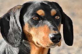 Image result for sedmihradský honič