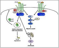 Ccr7, also known as cd197, is a chemokine receptor that binds ccl19 and ccl21. Differential Consequences Of Ccl19 Versus Ccl21 Ligation To C C Download Scientific Diagram