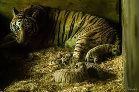 Singapore river safari amazon river quest singapore zoo 2018. Zoo Taiping S Trio Of 4 Month Old Tiger Cubs Finally Named
