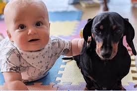 4 amazing family dog stories to melt your heart