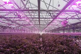 The morsen 2400w led grow light was designed to replace conventional grow lights like cfl and hid. How To Start Your Grow Light Trial Urban Ag News
