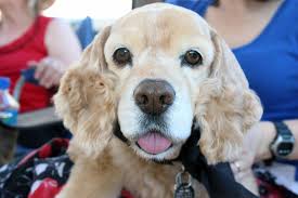 Jul 31, 2021 · my son is bringing his 2 year old victorian bulldog to my home, but his dog is not neutered, can he hurt my cocker spaniel ? Pin Von Sonja Myers Auf Puppies Kerle