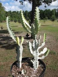 Euphorbia Lactea Dragon Bone Cactus Succulent Plant 15 Tall In A 8 Pot Cactus Plants Euphorbia Planting Succulents