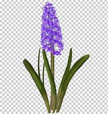 Food, cats, doctor who, kdramas and ux/ui design (a.k.a. Hyacinth Drawing Kerti Viragok Daffodil Cut Flowers Png Clipart 747 Austrian Briar Common Lilac Cut Flowers