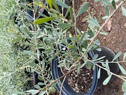 Image result for Acacia pentagona