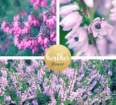 Heather Meaning And Symbolism Ftd Com Heather Flower Flower Meanings Flowers
