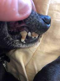 Some dental offices have packages available to help to afford dental implants, try visiting a dental implant center for treatment since they're often more affordable. If I Need To Get Dental Work Done For My Chihuahua His Teeth Are Rotting But I Cant Afford 400 Where Shud I Go Are There Any Petcoach