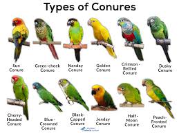 Tony Silva News: Breeding Of Sun Conures. Part Ii | Parrots Daily News