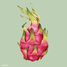 Download Premium Illustration Of Hand Drawn Dragon Fruit Illustration Dragon Fruit Drawing Fruit Illustration Fruits Drawing Dragon fruit is also commonly referred to as pitaya, or by its botanical name hylocereus undatus. fruit illustration