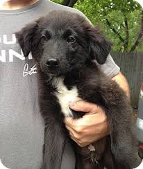 Grayslake Il Golden Retriever Meet Ernie Or Burt A Pet For Adoption