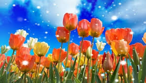 We did not find results for: Flower Wallpaper Hd 1080p For Mobile Desktop 2020