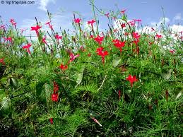 Image result for Ipomoea quamoclit