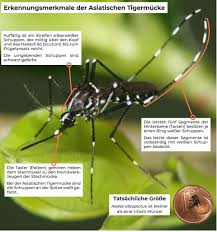We did not find results for: Gemeinde Eggenstein Leopoldshafen Asiatische Tigermucken Melden Brutstatten Vermeiden