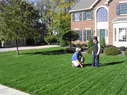 Check spelling or type a new query. Lawn Renovation Buckeye Ecocare