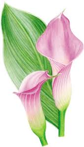 Burnishing With Colored Pencil A Demonstration By Gary Greene Color Pencil Art Flower Drawing Flower Art