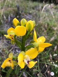 Image result for Eulophia coeloglossa