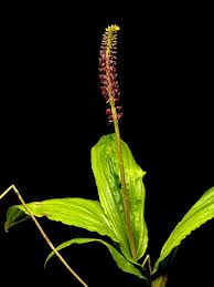 Image result for Malaxis maclaudii