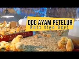 Check spelling or type a new query. Doc Ayam Petelur Youtube