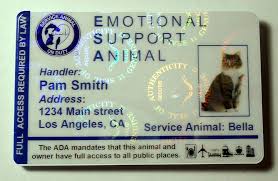 Hologram Feline Emotional Support Animal Id Card Badge Service Cat Esa 32 Emotional Support Animal Service Cat Emotional Support