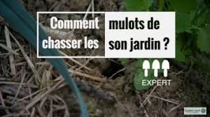 Mon Potager Nourrit Ma Famille Toute L Annee Gamm Vert En 2020 Calendrier Des Semis Potager Facile Potager