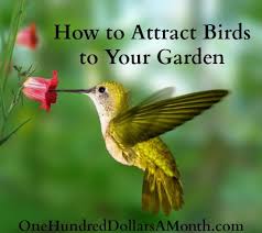 Bird Of The Month How To Attract Birds To Your Garden One Hundred Dollars A Month Hummingbird Pictures Bird Pictures Beautiful Birds