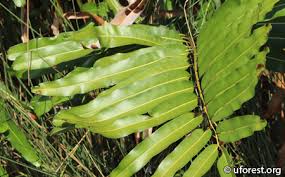 Image result for Acrostichum aureum