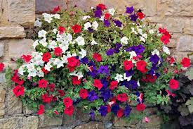 Favorite flowers for hanging baskets: Show Your Patriotism During The Queen S Jubilee And Olympics With Stunning Displays Of Red White And Blue Mirror Online