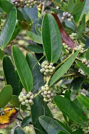 Image result for Ficus laurifolia