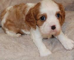 Pop art print 8x10 cavalier king charles spaniel stare collectible signed artist. Cavalier King Charles Spaniel Puppy For Sale Adoption Rescue For Sale In Montgomery Texas Classified Americanlisted Com