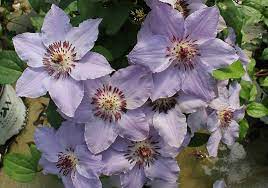Maybe you would like to learn more about one of these? Watering Clematis