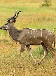 About Wild Animals Kudu An Animal With Massive Curly Horns Animals Animals Beautiful Animals Wild