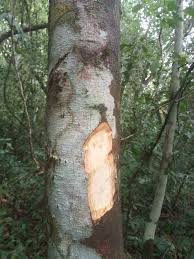 Image result for Rothmannia urcelliformis