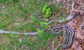 Check spelling or type a new query. The Common Garter Snake Life In The Finger Lakes
