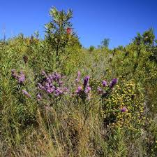 Image result for Indigofera adenoides