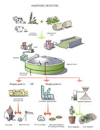 Harnessing The Hidden Power Of Cow Manure Anaerobic Digestion Biomass Energy Biogas Digester