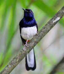 About press copyright contact us creators advertise developers terms privacy policy & safety how youtube works test new features press copyright contact us creators. Mengenal Dekat Jenis Burung Murai Batu Supak Dada Putih Paling Lengkap Kicau Mania