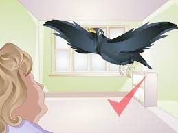 How To Raise A Mynah Bird With Pictures Wikihow
