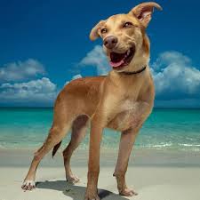 Maybe you would like to learn more about one of these? There Is A Caribbean Island Filled With Rescue Puppies You Can Cuddle All Day And We