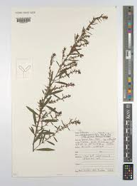Image result for Indigofera paniculata