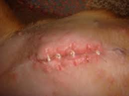 Maybe you would like to learn more about one of these? Spay Wound Infection Novocom Top