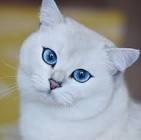 Coby the cat with wonderfull eyes