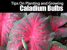Plant caladiums outdoors, spacing them 20 to 30 centimetres apart, when night temperatures where summers are long and warm enough for caladiums to develop large tubers, you can divide easy growing caladiums. Your Complete Guide To Planting And Growing Caladium Bulbs