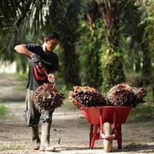 Ada yang sampai rm20 sebiji. Penyeliaan Dan Operasi Ladang Kelapa Sawit Institut Skill Tech