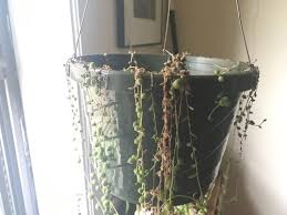 The low effort required to keep them can be confusing, however, especially when it comes to knowing how much to water them. String Of Pearls Plant Drying Out From The Top Down