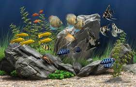 Wallpaper Ikan Bergerak Dalam Aquarium Ikan Siklid Gambar Hewan Ikan